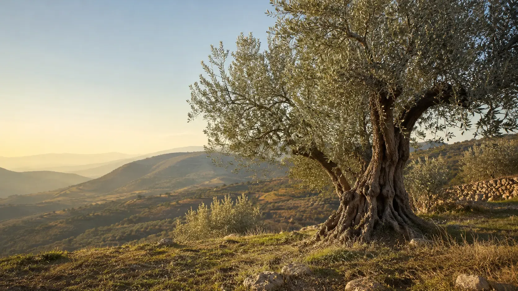 Olive grove landscape in the Rieti Sabina